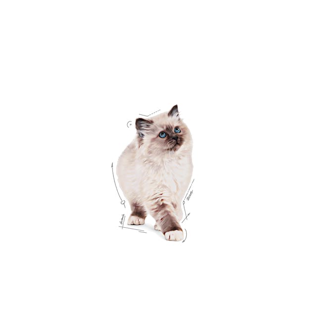 Royal Canin KITTEN - Morbido patè in salsa - 12x85gr Royal Canin KITTEN - Morbido patè in salsa - 12x85gr